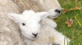 One WhiteFace Dartmoor Lamb